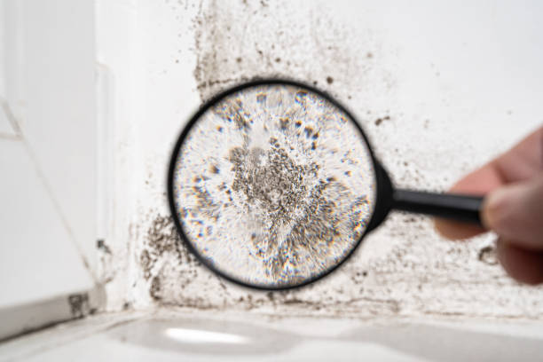 Reliable Morrison, IL Mold Remediation Solutions